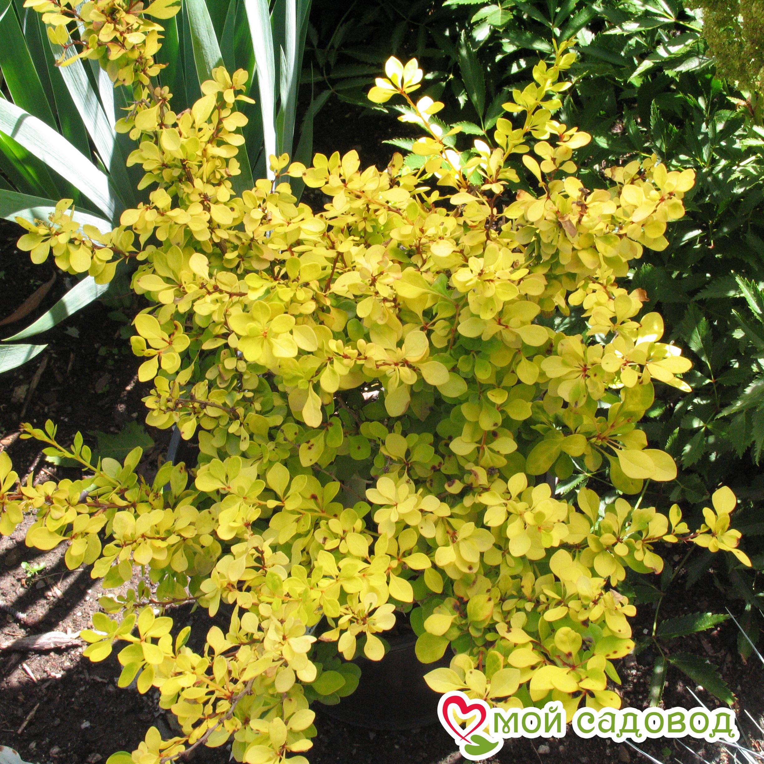 Барбарис Тунберга "Ауреа"